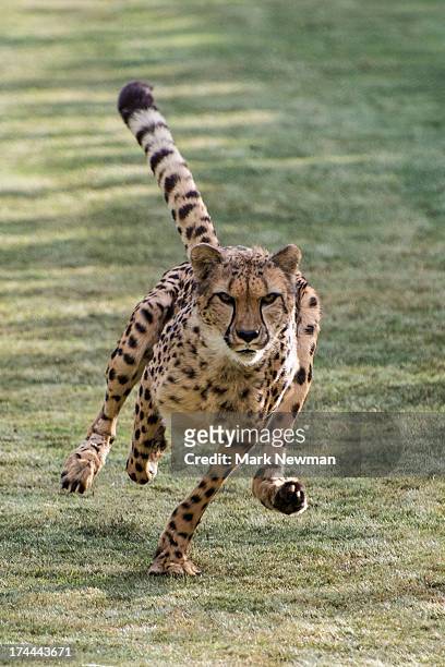cheetah running fast - cheetah stock pictures, royalty-free photos & images