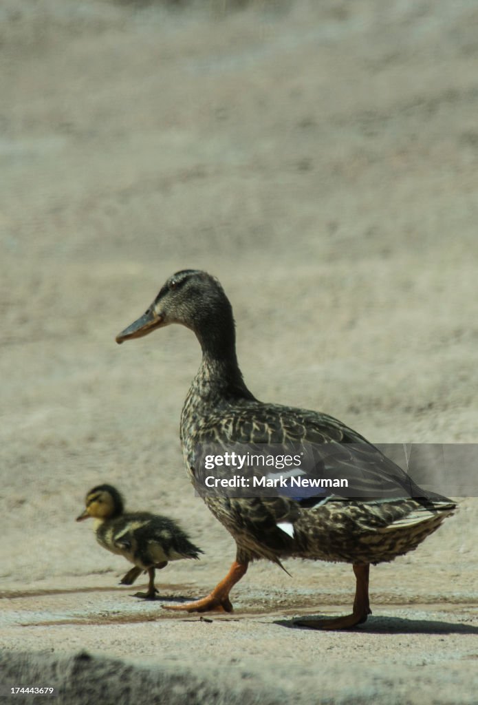 Baby mallard duckling