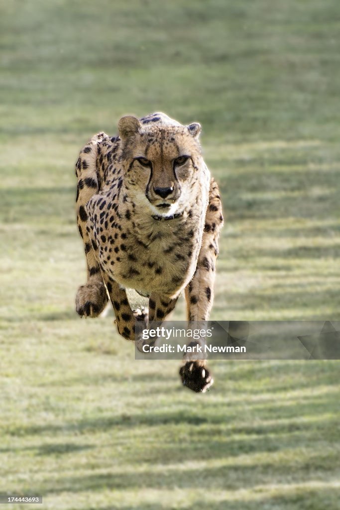 Cheetah running fast