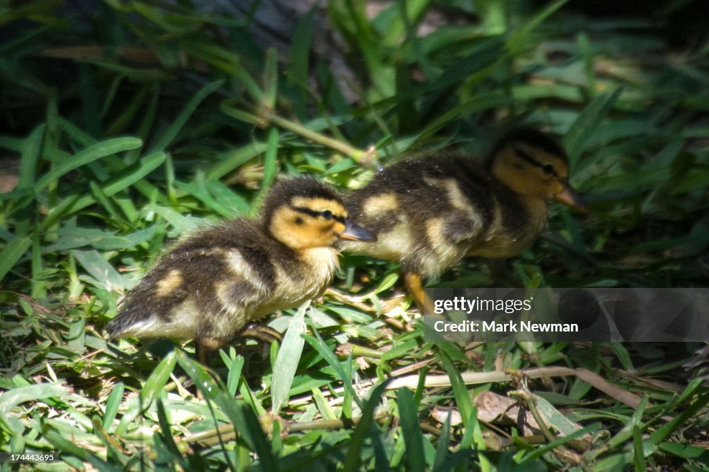 Baby mallard duckling