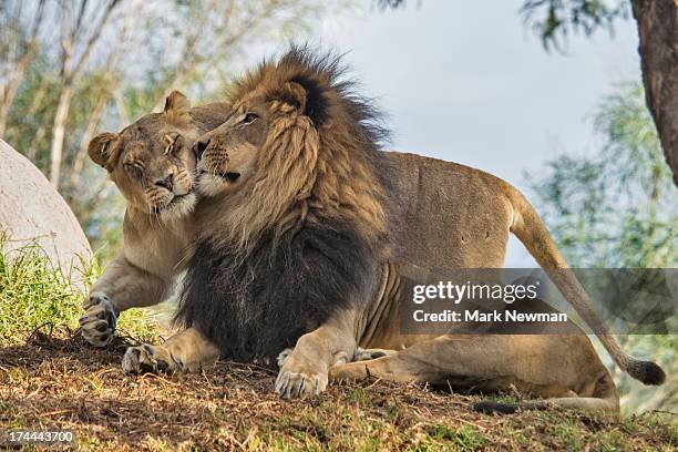 lion and lioness - lioness stock pictures, royalty-free photos & images