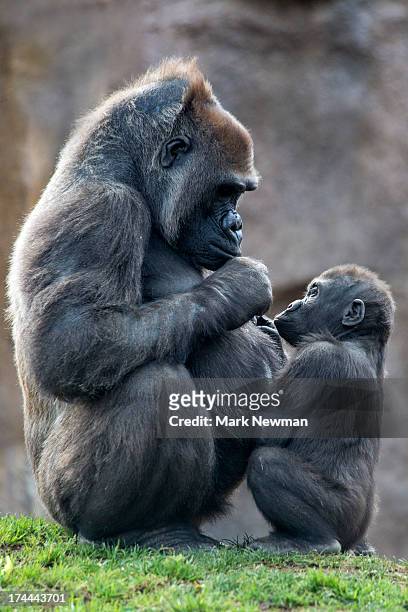 western lowland gorilla, mother and baby - gorille photos et images de collection