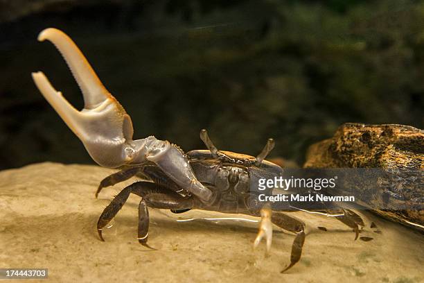 fiddler crab - winkerkrabbe stock-fotos und bilder