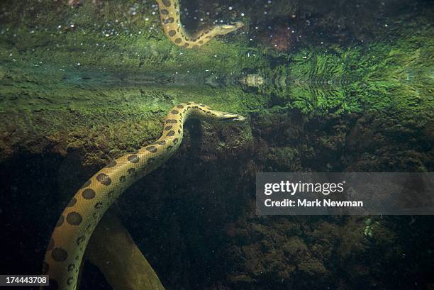 green anaconda underwater - anaconda snake stock pictures, royalty-free photos & images