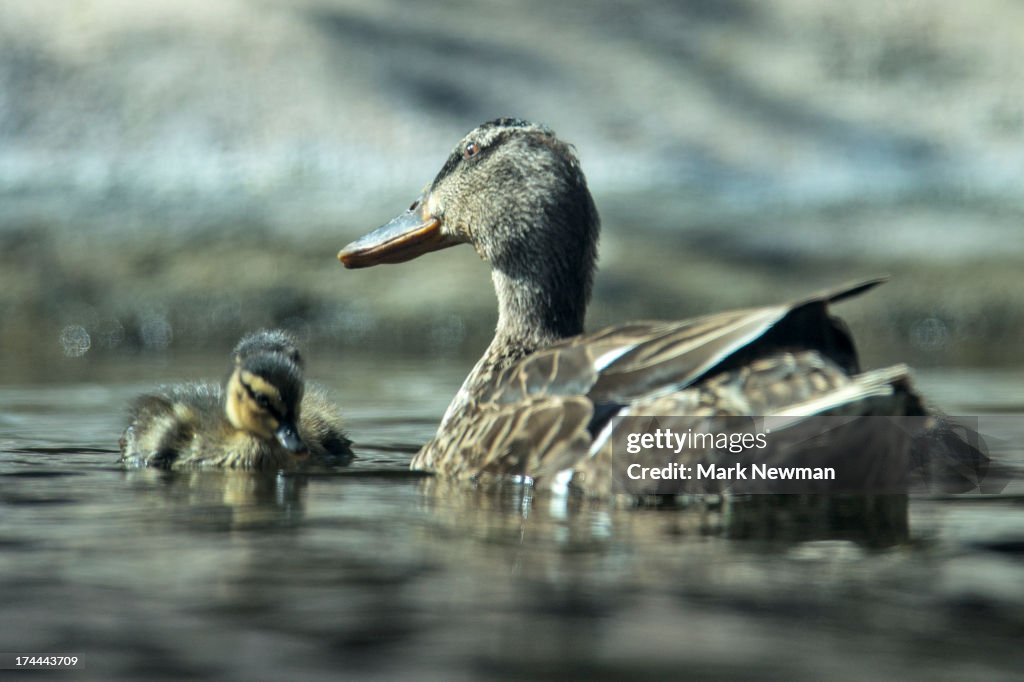 Baby mallard duckling