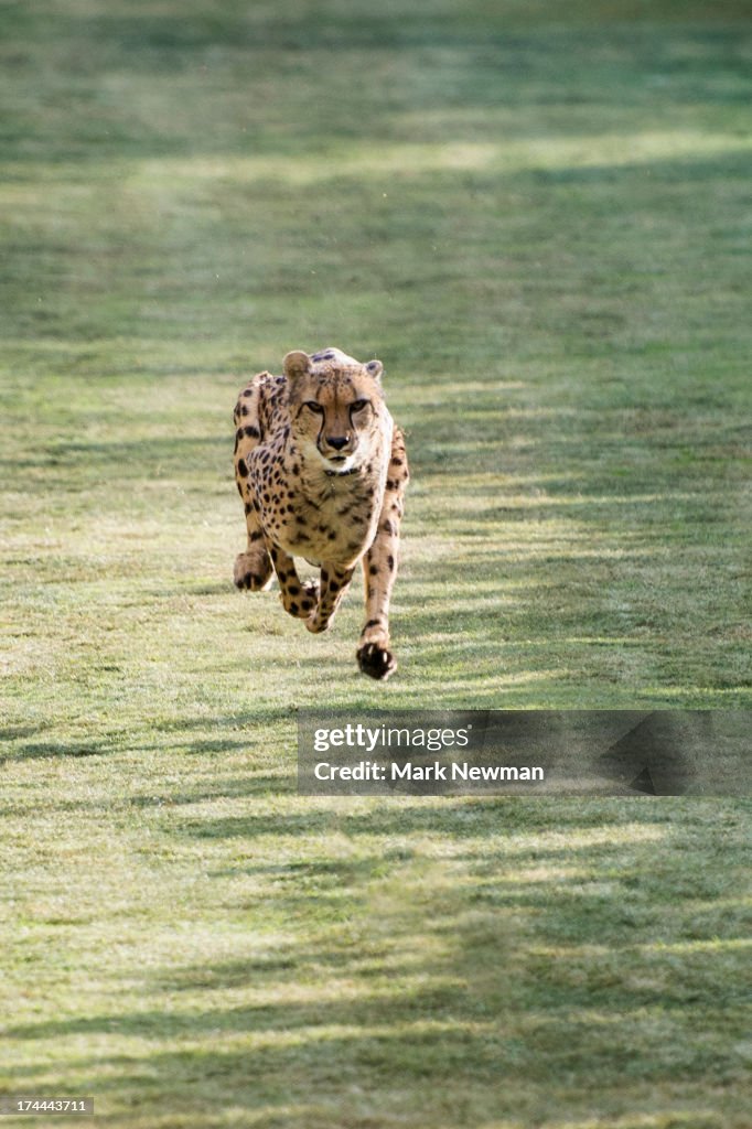 Cheetah running fast