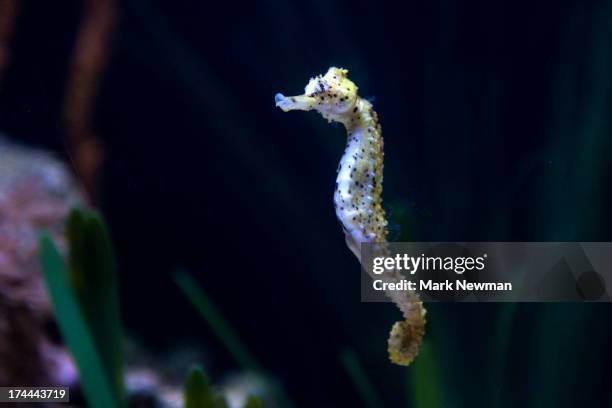 Seahorse High-Res Stock Photo