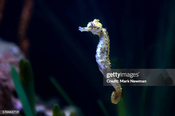 seahorse - hippocampus stock pictures, royalty-free photos & images