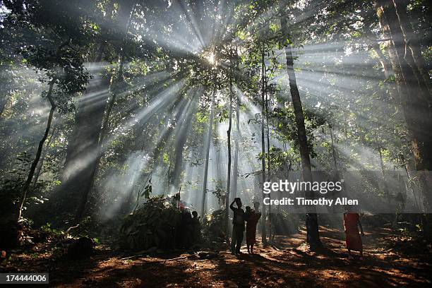 god rays from the sun stream through jungle trees - アフリカ 原住民 ストックフォトと画像