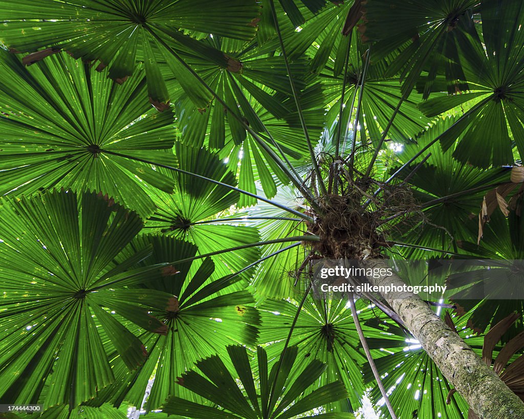 Fan Palm Tree Canopy