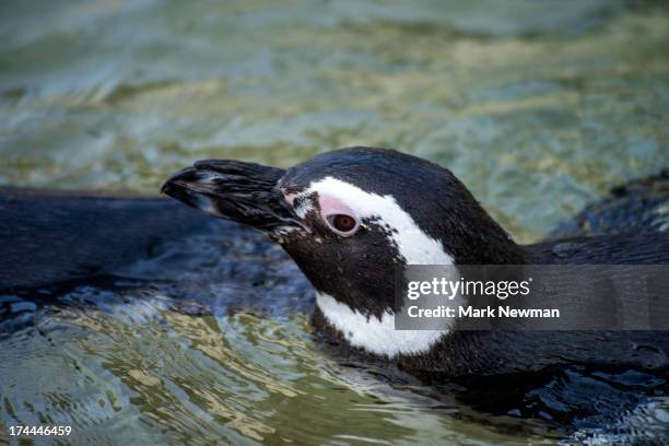 magellanic penguin swimming - magellan penguin stock pictures, royalty-free photos & images