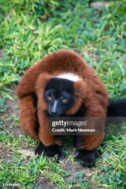 Red Ruffed Lemar Red Ruffed Lemur Photos and Premium High Res Pictures - Getty Images