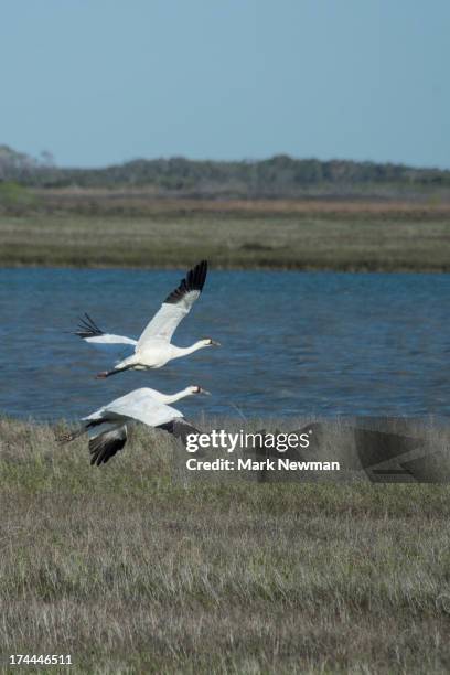 whooping cranes taking off - whooping crane stock pictures, royalty-free photos & images