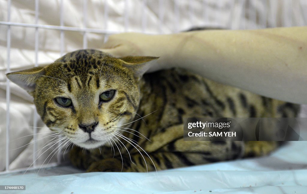 TAIWAN-ANIMAL-PET