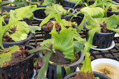platycerium coronarium fern in necessary garden