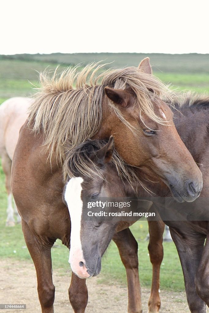 Wild horses greeting