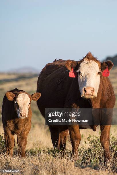 hereford cattle on open range, mother and calf - hereford stock-fotos und bilder