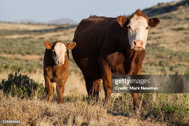 hereford cattle on open range, mother and calf - baby cow stock pictures, royalty-free photos & images