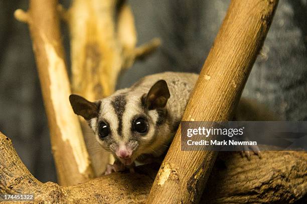 sugar glider - sugar glider stock pictures, royalty-free photos & images