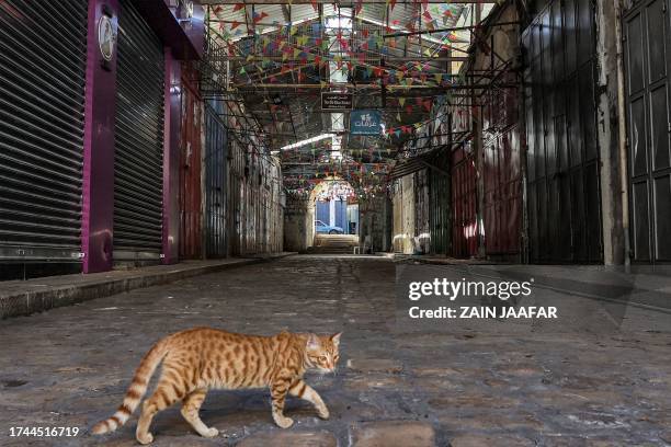 Cat crosses an alley near shops closed following a call for a general strike in support of the Palestinians of the Gaza Strip, in the city of Nablus...