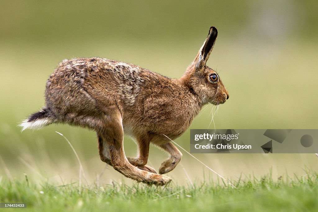 Brown Hare