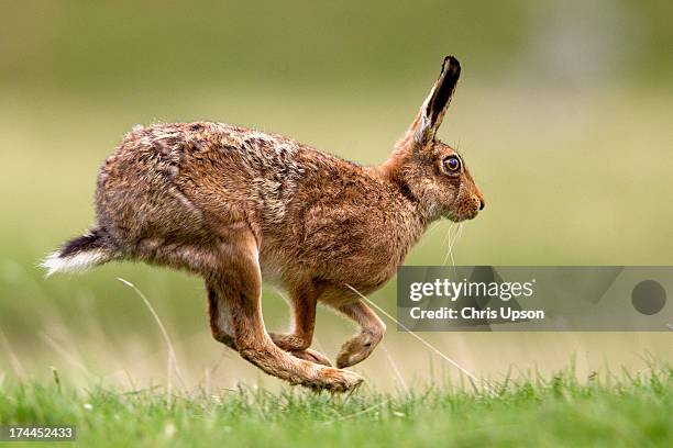 brown hare - lepus europaeus stock pictures, royalty-free photos & images