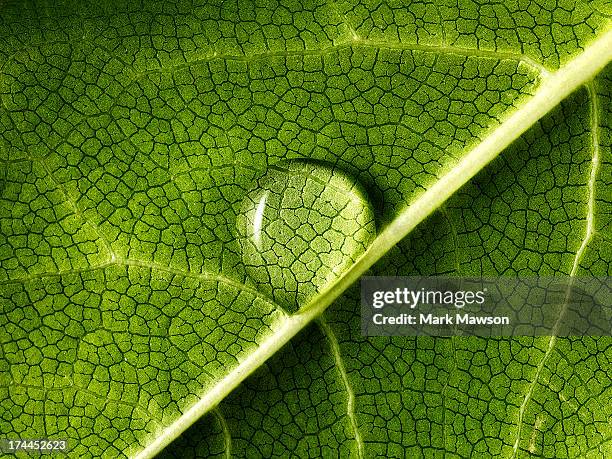 water drop on leaf - green foto e immagini stock