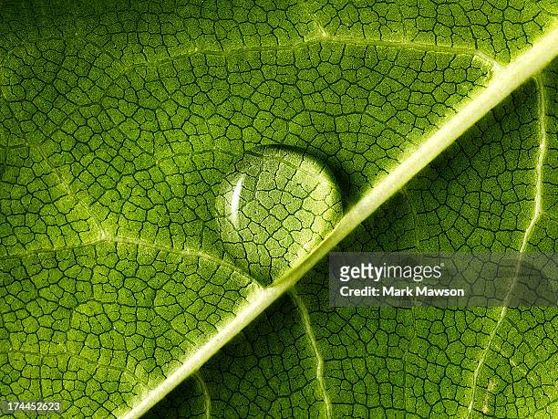water drop on leaf - leaf stock pictures, royalty-free photos & images