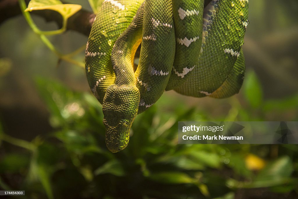 Emerald tree boa