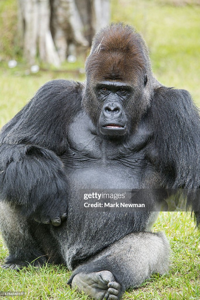 Western Lowland Gorilla male