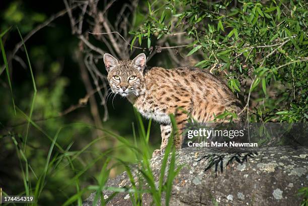 bobcat - bobcat stock pictures, royalty-free photos & images