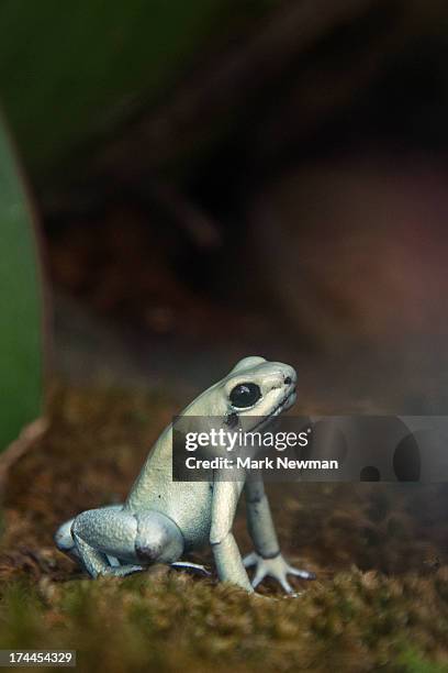 golden poison dart frog - golden poison frog stock pictures, royalty-free photos & images