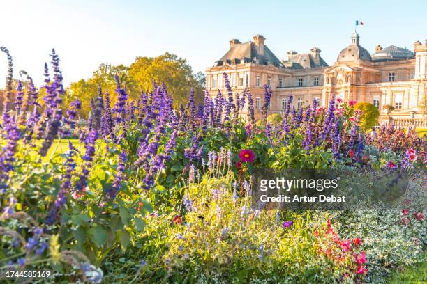 jardin du luxembourg with the senate palace in paris and flowers in bloom. - french parliament stock pictures, royalty-free photos & images