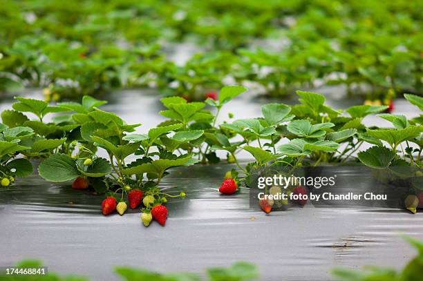 strawberry - chandler strawberry stock pictures, royalty-free photos & images