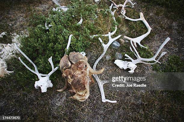 Musk Ox and other parts of dead animals are seen on the ground on July 10, 2013 in Kangerlussuaq, Greenland. As the sea levels around the globe rise,...