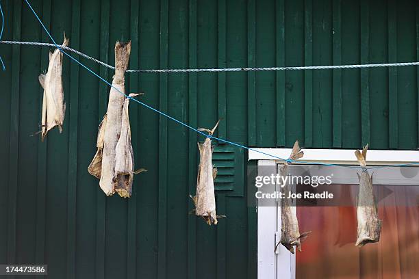 Drying fish hang from a wall on July 20, 2013 in Qeqertaq, Greenland. As Greenlanders adapt to the changing climate and go on with their lives,...