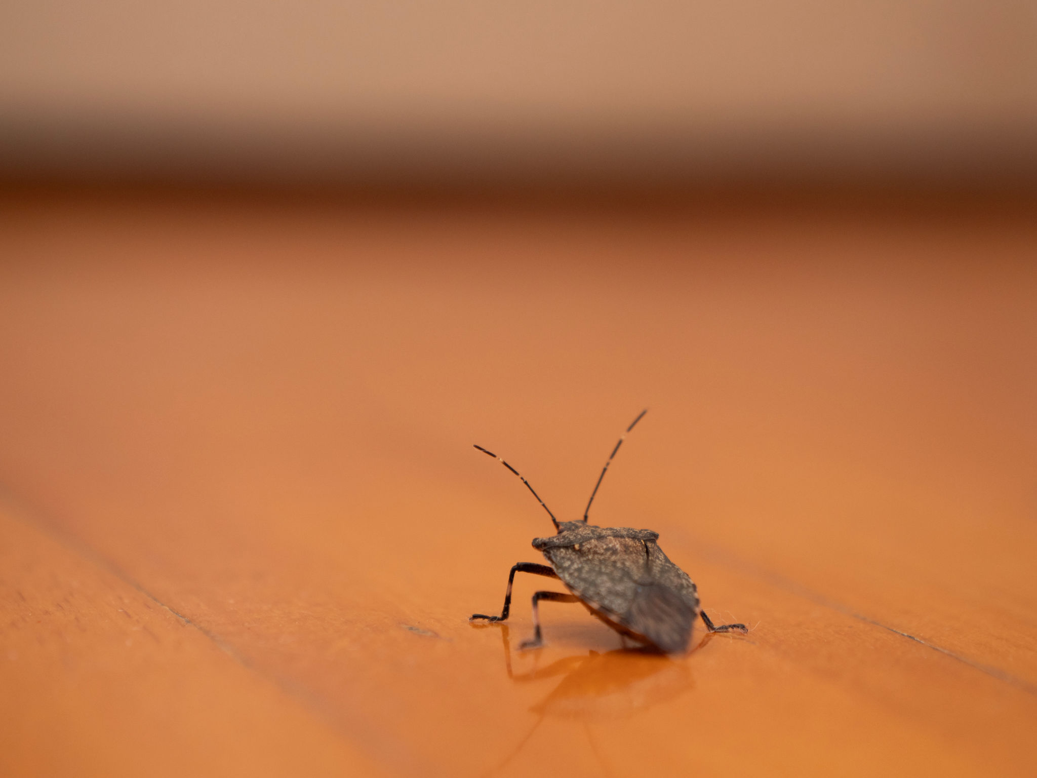 bed bug hiding