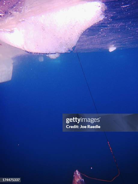Halibut is seen on the line of a fisherman underneath a floating block of ice from a glacier on July 23, 2013 in Ilulissat, Greenland. As the sea...