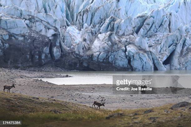 Caribou walk in the foreground of a glacier on July 12, 2013 in Kangerlussuaq, Greenland. As the sea levels around the globe rise, researchers...