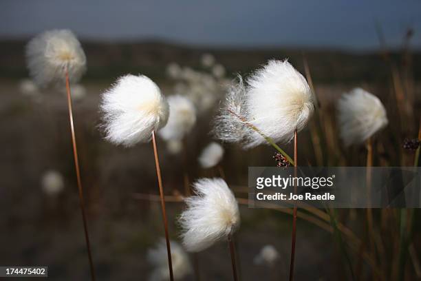 Blooming flowers are seen on July 14, 2013 in Kangerlussuaq, Greenland. As the sea levels around the globe rise, researchers affilitated with the...
