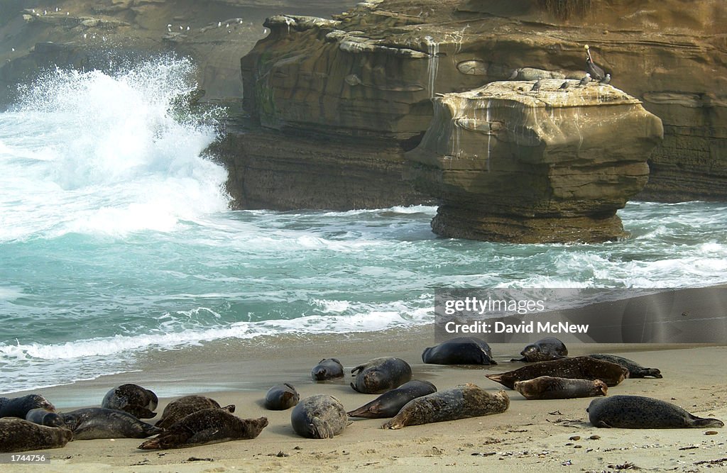 Seals Occupy La Jolla's Children's Pool Beach