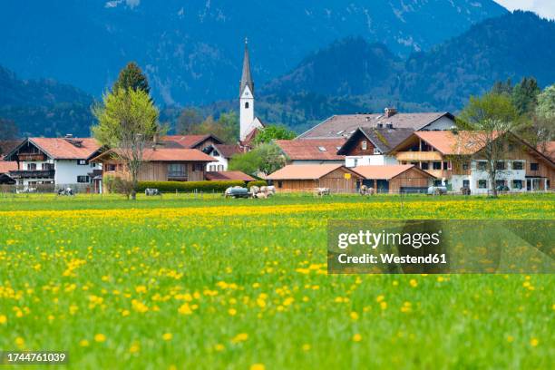 germany, bavaria, schwangau, springtime meadow in front of village - schwangau stockfoto's en -beelden