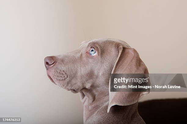 profile of a weimaraner puppy, a side view of the head.  - weimaraner bildbanksfoton och bilder