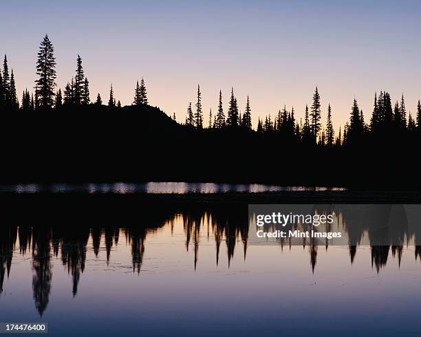 silhouette of pine trees on the edge of reflection lakes in mount rainier national park. reflections at dawn in the flat calm surface of the lake. - washington state outline stock pictures, royalty-free photos & images