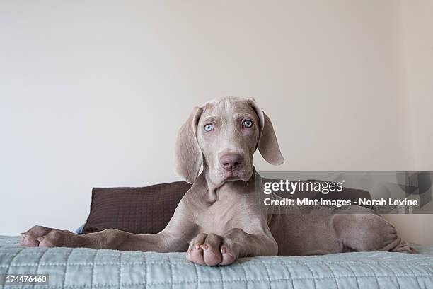 einen weimaraner welpen sitzen auf dem bett. - weimaraner stock-fotos und bilder