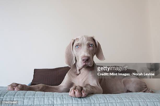a weimaraner puppy sitting up on a bed. - weimaraner stockfoto's en -beelden