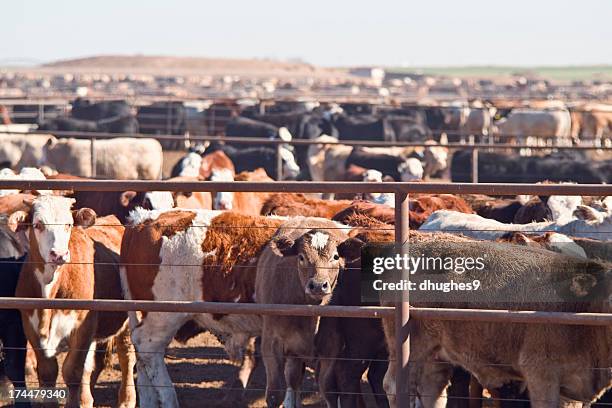 feedlot - rind stock-fotos und bilder