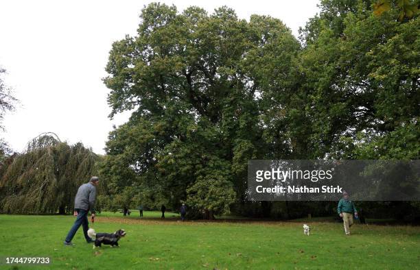 General view of a Sweet Chestnut tree on October 19, 2023 in Wrexham, Wales. Wrexham's sweet chestnut won the Woodland Trust annual competition with...