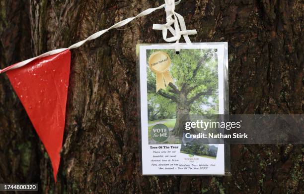 Voting poster is displayed on a sweet chestnut tree on October 19, 2023 in Wrexham, Wales. Wrexham's sweet chestnut won the Woodland Trust annual...