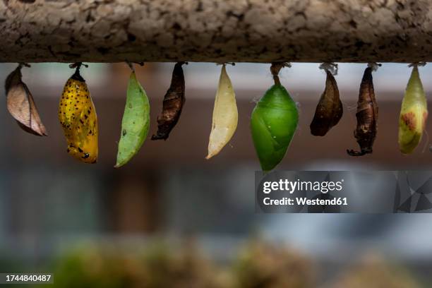 row of cocoons hanging outdoors - butterfly cocoon stockfoto's en -beelden